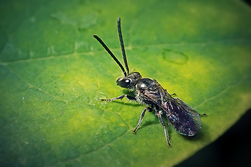 Lasioglossum malachurum Sharp-Collared Furrow Bee Insect. Digitally Enhanced Photograph.