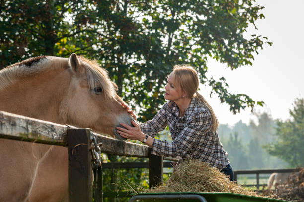 istock Woman feeding her horses 1412666683