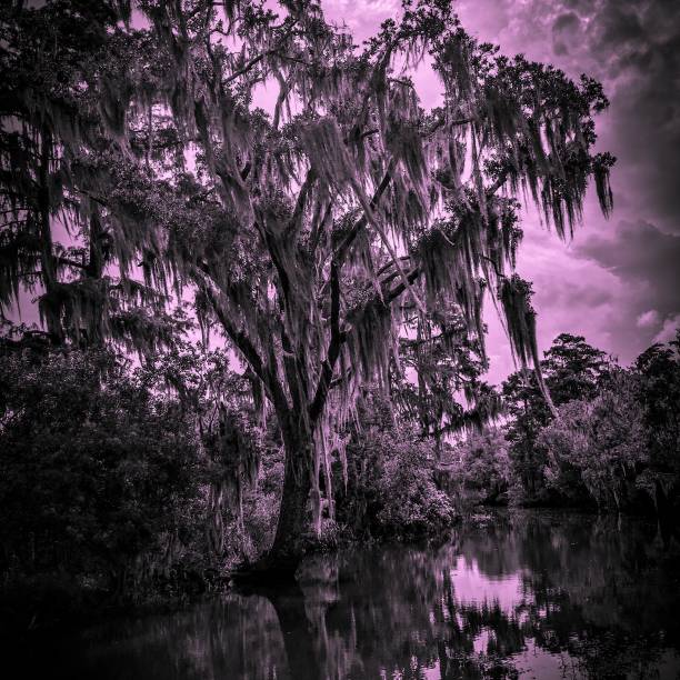 Spanish Moss in a Purple Sky An abstract view of a tree covered in Spanish moss in the marshy swamps of New Orleans hanging moss stock pictures, royalty-free photos & images