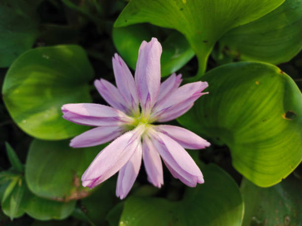 una imagen macro de flores de jacinto (eichhornia crassipes) que crecen en la orilla de un río. la apariencia de la planta puede ser un indicador de la tasa de contaminación del agua. - riverbank marsh water pond fotografías e imágenes de stock