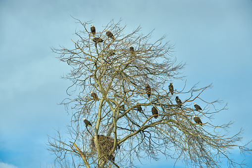 Bald Eagles perch on a large tree scanning the surroundings.