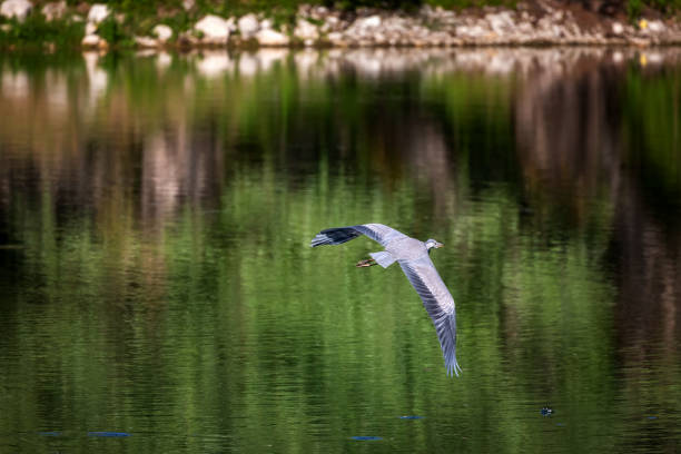 istock Gray heron, scientific name Ardea cinerea 1412669462
