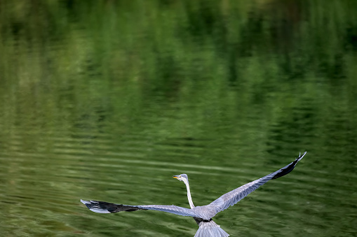 Gray heron, bird belonging to the Ardeidae family. The heron as it takes flight over the green waters of the lake.