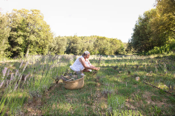 istock Woman picking lavender in the field 1412669618