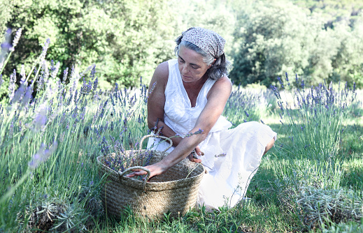 Woman picking lavender in the field
