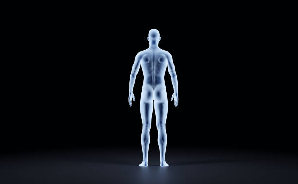 X-ray outline of man body back view. Medical and science illustration