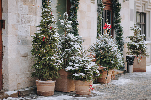 Five green decorative Christmas trees stand in burlap pots on a gray cobbled sidewalk outside a shop in Lviv, Ukraine. Winter snow. New Year eve.