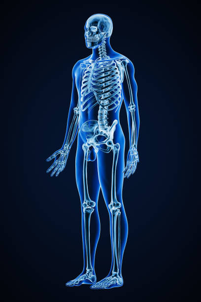 Accurate xray of anterior three-quarter view of full human skeletal system with adult male body contours 3D rendering illustration. Medical, healthcare, anatomy, osteology, science concept. stock photo