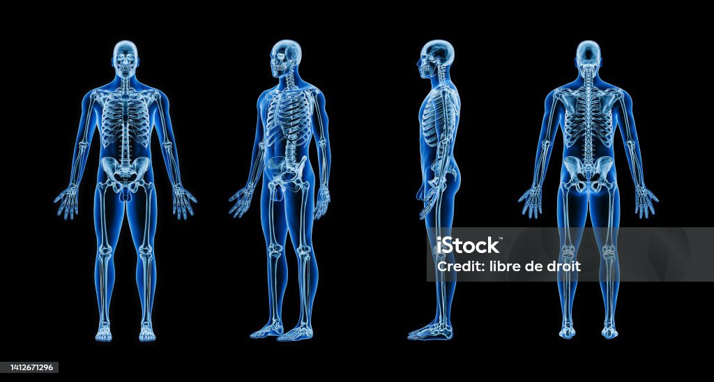 Accurate xray image of human skeletal system with adult male body contours on black background 3D rendering illustration. Anatomy, osteology, medical, healthcare, science concept. The Human Body Stock Photo