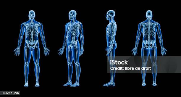 Accurate Xray Image Of Human Skeletal System With Adult Male Body Contours On Black Background 3d Rendering Illustration Anatomy Osteology Medical Healthcare Science Concept Stock Photo - Download Image Now