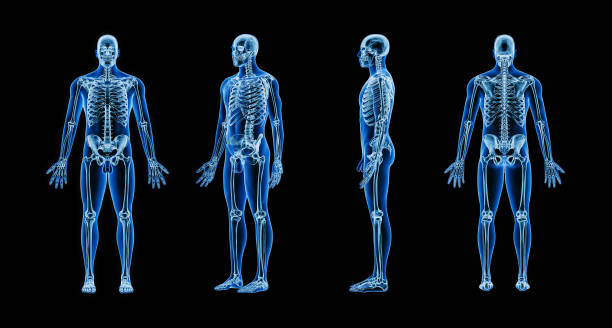 imagem de raios xray precisas do sistema esquelético humano com contornos corporais masculinos adultos na ilustração de renderização 3d de fundo preto. anatomia, osteologia, médico, saúde, conceito de ciência. - human spine anatomy x ray the human body - fotografias e filmes do acervo