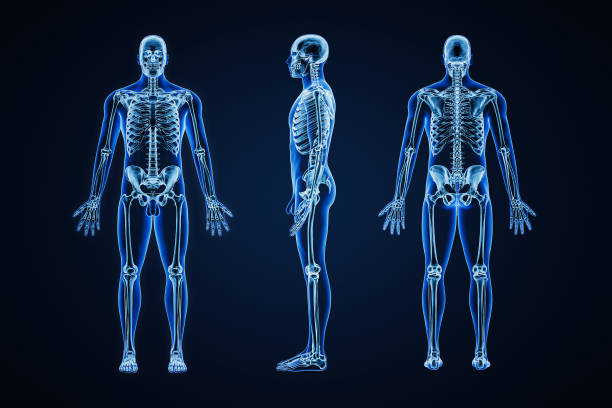 青い背景の3dレンダリングイラストに成人男性の骨格と体の輪郭を持つ人間の骨格系の正確なx線画像。解剖学、医学、ヘルスケア、科学、骨学、概念。 - anatomical model ストックフォトと画像