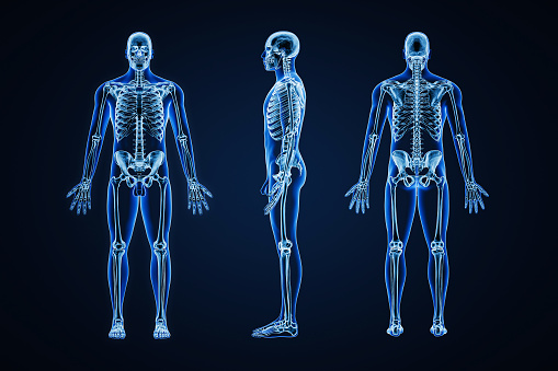 Accurate xray image of human skeletal system with adult male skeleton and body contours on blue background 3D rendering illustration. Anatomy, medical, healthcare, science, osteology, concept.