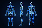 istock Accurate xray image of human skeletal system with adult male skeleton and body contours on blue background 3D rendering illustration. Anatomy, medical, healthcare, science, osteology, concept. 1412671364
