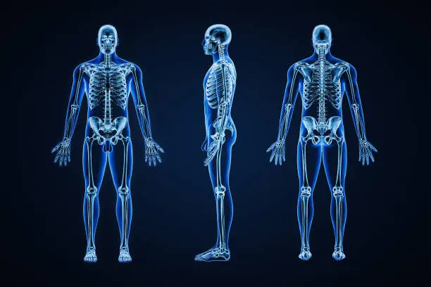 Photo of Accurate xray image of human skeletal system with adult male skeleton and body contours on blue background 3D rendering illustration. Anatomy, medical, healthcare, science, osteology, concept.