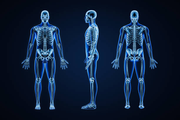 dokładny obraz rentgenowski ludzkiego układu kostnego z dorosłym szkieletem męskim i konturami ciała na niebieskim tle ilustracji renderującej 3d. anatomia, medycyna, opieka zdrowotna, nauka, osteologia, koncepcja. - rib cage people x ray image x ray zdjęcia i obrazy z banku zdjęć