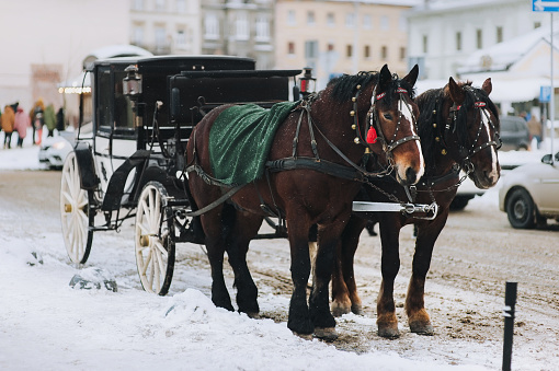 Two walking dark brown horses covered with blankets stand at the crossroads of streets during a snowfall. Carriage for tourists. Lviv, Ukraine.