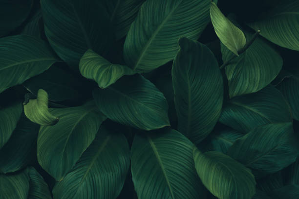 istock Dark green tropical leaf group background panoramic background concept of nature 1412671583