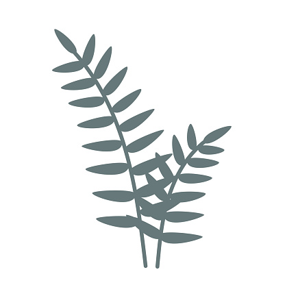 Simple fern plant. Doodle hand drawn vector illustration or label isolated on white.