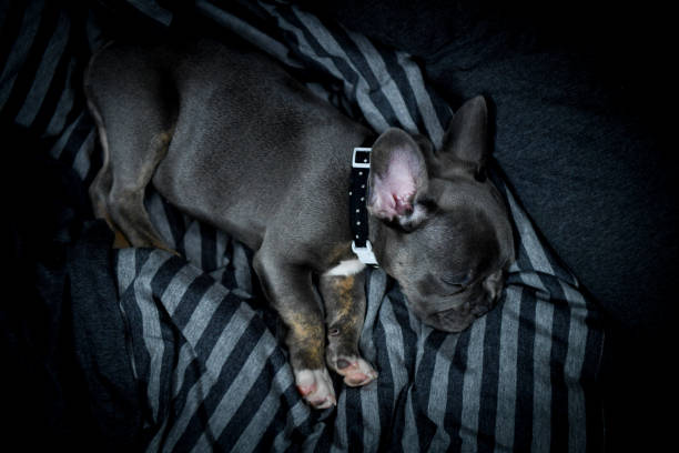 A baby french bulldog. stock photo