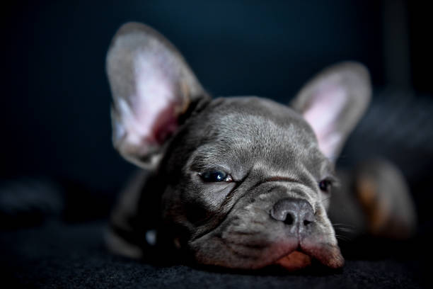 A baby french bulldog. stock photo