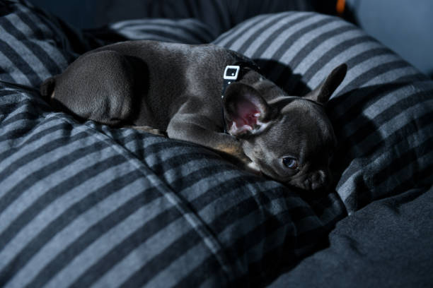 A baby french bulldog. stock photo