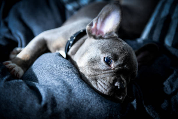 A baby french bulldog. stock photo