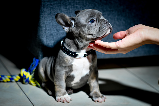 A baby french bulldog 2 month old.