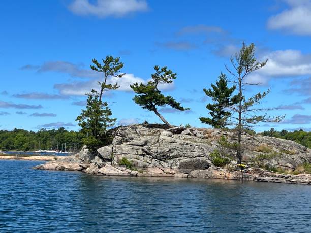 istock Caning Trees, Georgian Bay 1412673198