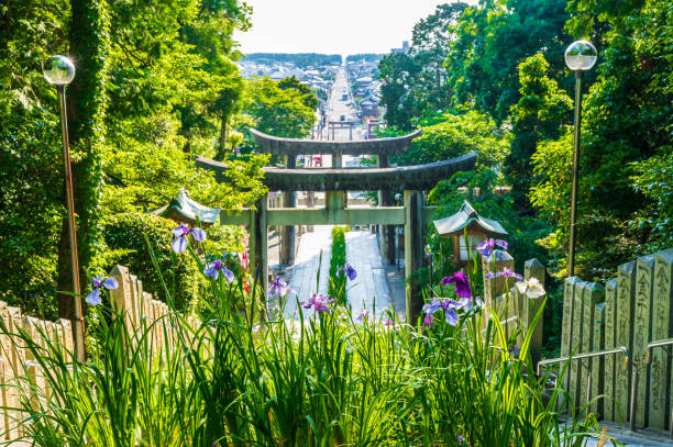 iyajidake Shrine, Fukutsu City, Fukuoka Prefecture, Japan, June 7, 2021 Beautiful scenery of Japanese irises in full bloom in the summer on the grounds of Miyajidake Shrine