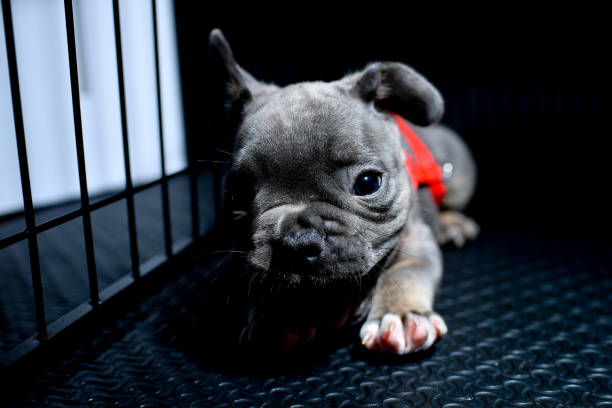 A baby french bulldog. stock photo