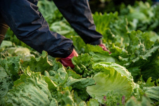 istock Hands Picking a Lettuce from Garden Bed 1412673442