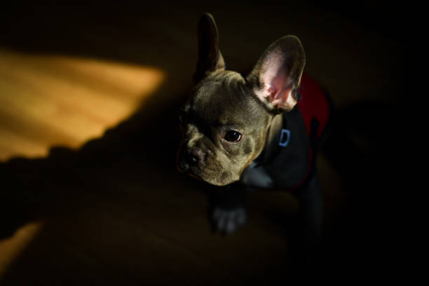 A baby french bulldog. stock photo