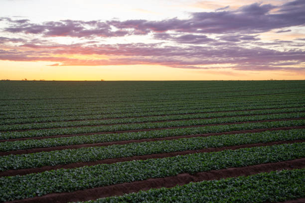 istock Spinach Agricultural Field before the Harvest at Sunset. Farm Work 1412673491