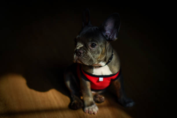 A baby french bulldog. stock photo