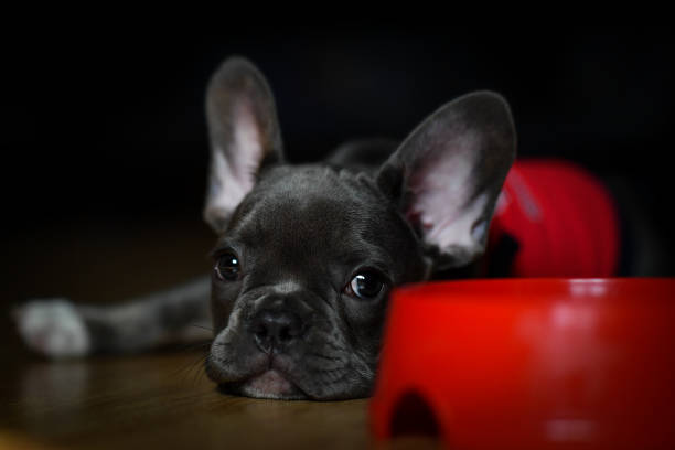 A baby french bulldog. stock photo