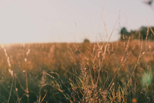 istock grass in the morning in the field 1412674995