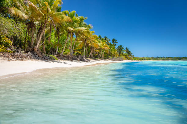 istock Tropical paradise: idyllic caribbean beach with palm trees, Punta Cana, Saona 1412675403