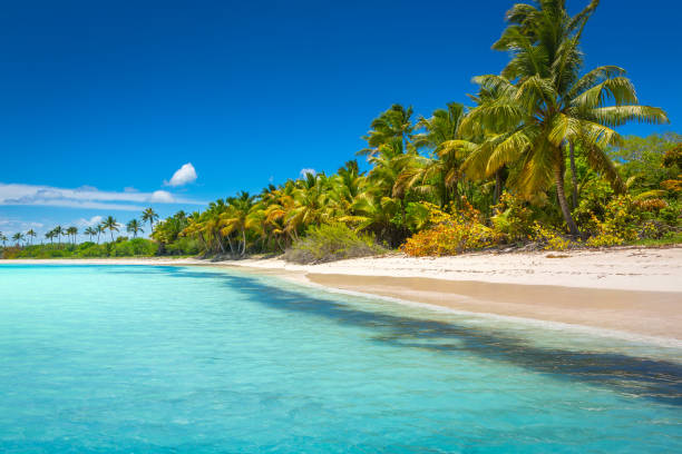 열대 낙원 : 야자수가있는 목가적 인 카리브해 해변, 푼타 카나, 사오나 - 도미니카 공화국 뉴스 사진 이미지