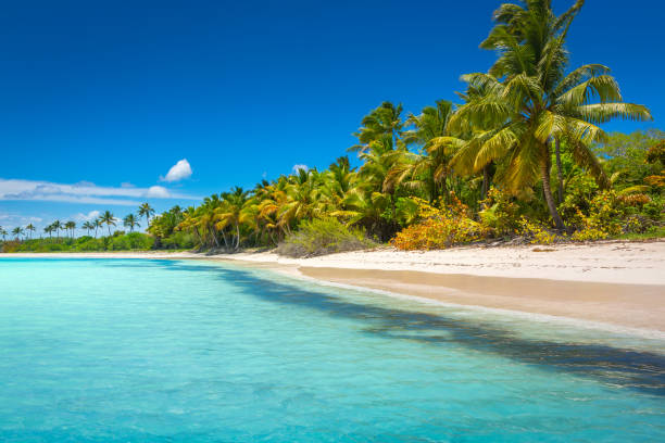 tropical paradise: idyllic caribbean beach with palm trees, punta cana, saona - caraïbische zee fotos stockfoto's en -beelden