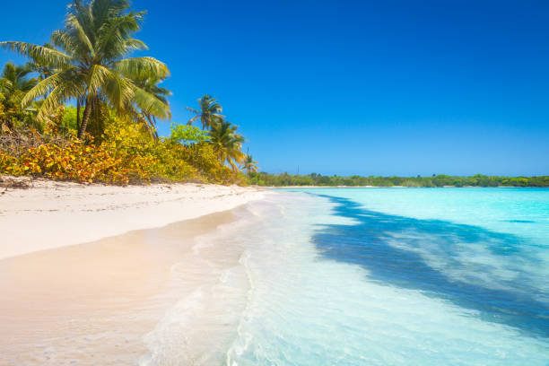 istock Tropical paradise: idyllic caribbean beach with palm trees, Punta Cana, Saona 1412675485