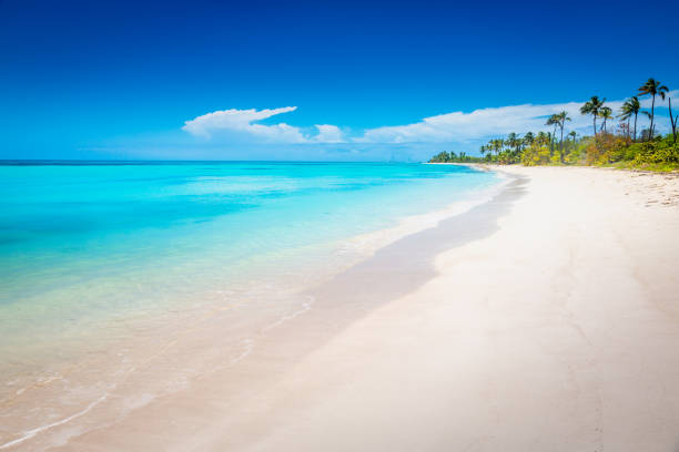istock Tropical paradise: idyllic caribbean beach with palm trees, Punta Cana, Saona 1412675517