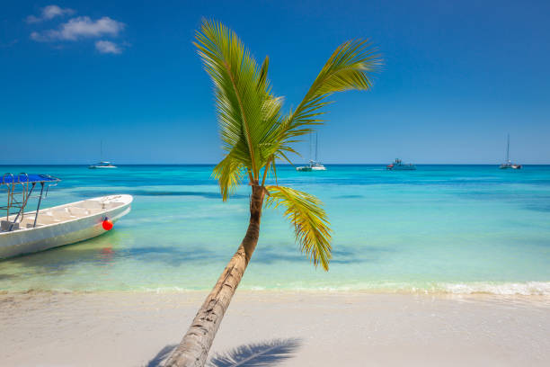 istock Tropical paradise: caribbean beach with single palm tree and boat, Punta Cana 1412675640
