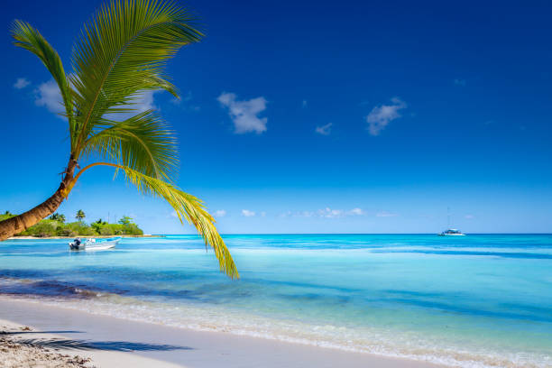 tropisches paradies: karibischer strand mit einzelner palme und boot, punta cana - solitude remote sailboat horizontal stock-fotos und bilder