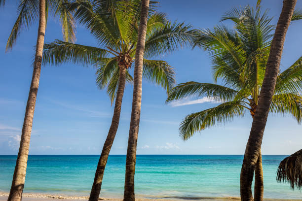 istock Tropical paradise: caribbean beach with palm trees, Montego Bay, Jamaica 1412676412