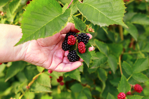 blackberries on a bush in the hands of a woman close-up