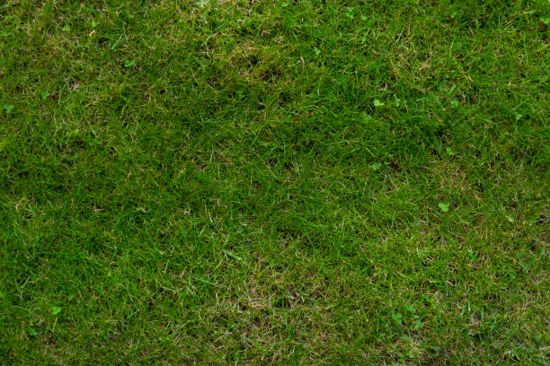 istock Top view of green grass 1412678526