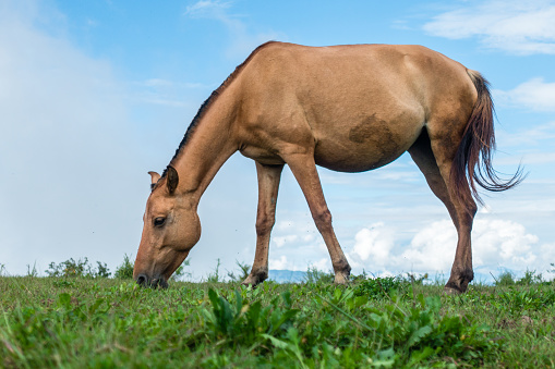 A grazing horse on the meadows of upper Himalayan region. Uttarakhand India