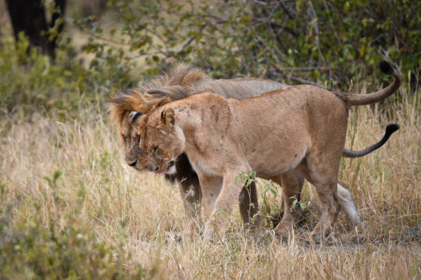 istock Lion Tanzania 1412679271