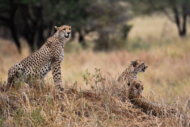 istock Cheetah Tanzania 1412680993